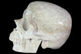 Realistic, Polished Fossil Coral Skull #116690-2